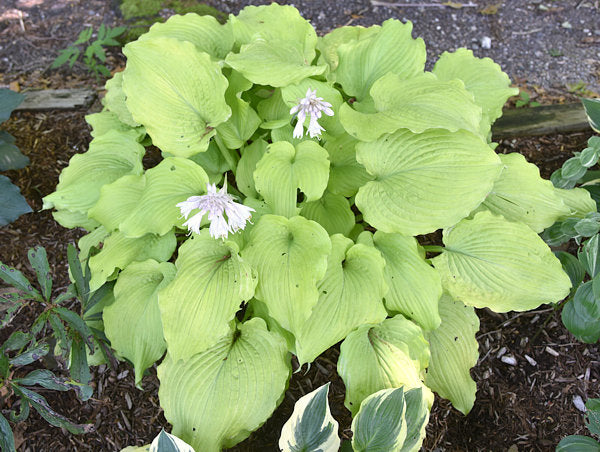 Sherlock Hosta Plants online shopping