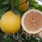 Rojo Blanco Pummelo Hybrid Budwood citrus plant material online shopping