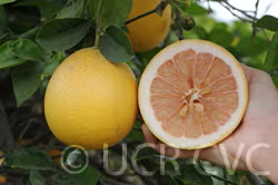 Rojo Blanco Pummelo Hybrid Budwood citrus plant material online shopping