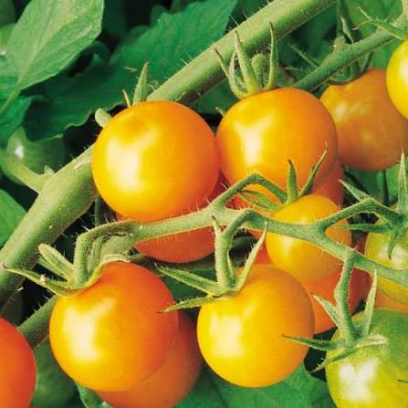 Sungold Tomato Seeds online shopping