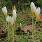Ochroleucus Fall Flowering Crocus Corms