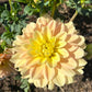 Day Dreamer Dahlia