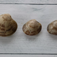 Mercenaria Mercenaria Clam Seed MA