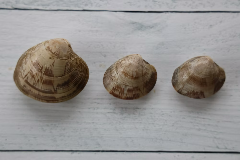 Mercenaria Mercenaria Clam Seed MA