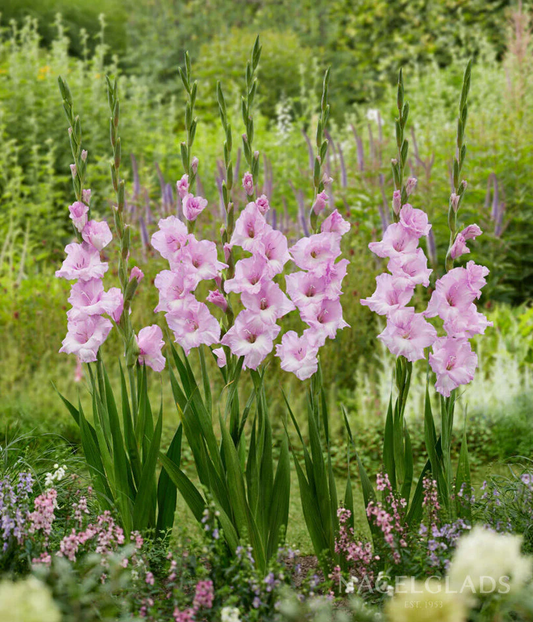 Alpha Gladiolus Corms