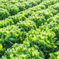 Broadleaf Batavian Escarole Chicory