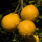 Swingle Citrumelo Seed citrus plant material online shopping