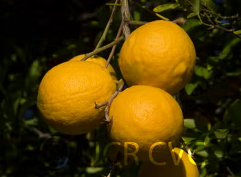 Swingle Citrumelo Seed