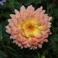 Summer’s End Dahlia