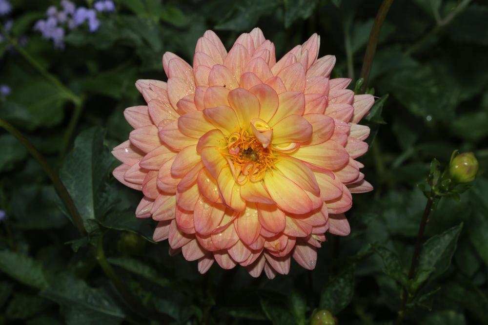 Summer’s End Dahlia