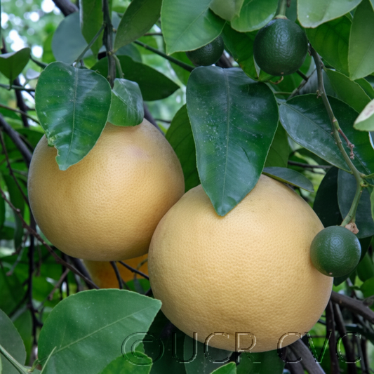 Reed Marsh Grapefruit Budwood citrus plant material online shopping