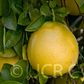 Rubidoux Pummelo Hybrid Budwood citrus plant material online shopping