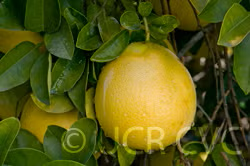 Rubidoux Pummelo Hybrid Budwood citrus plant material online shopping