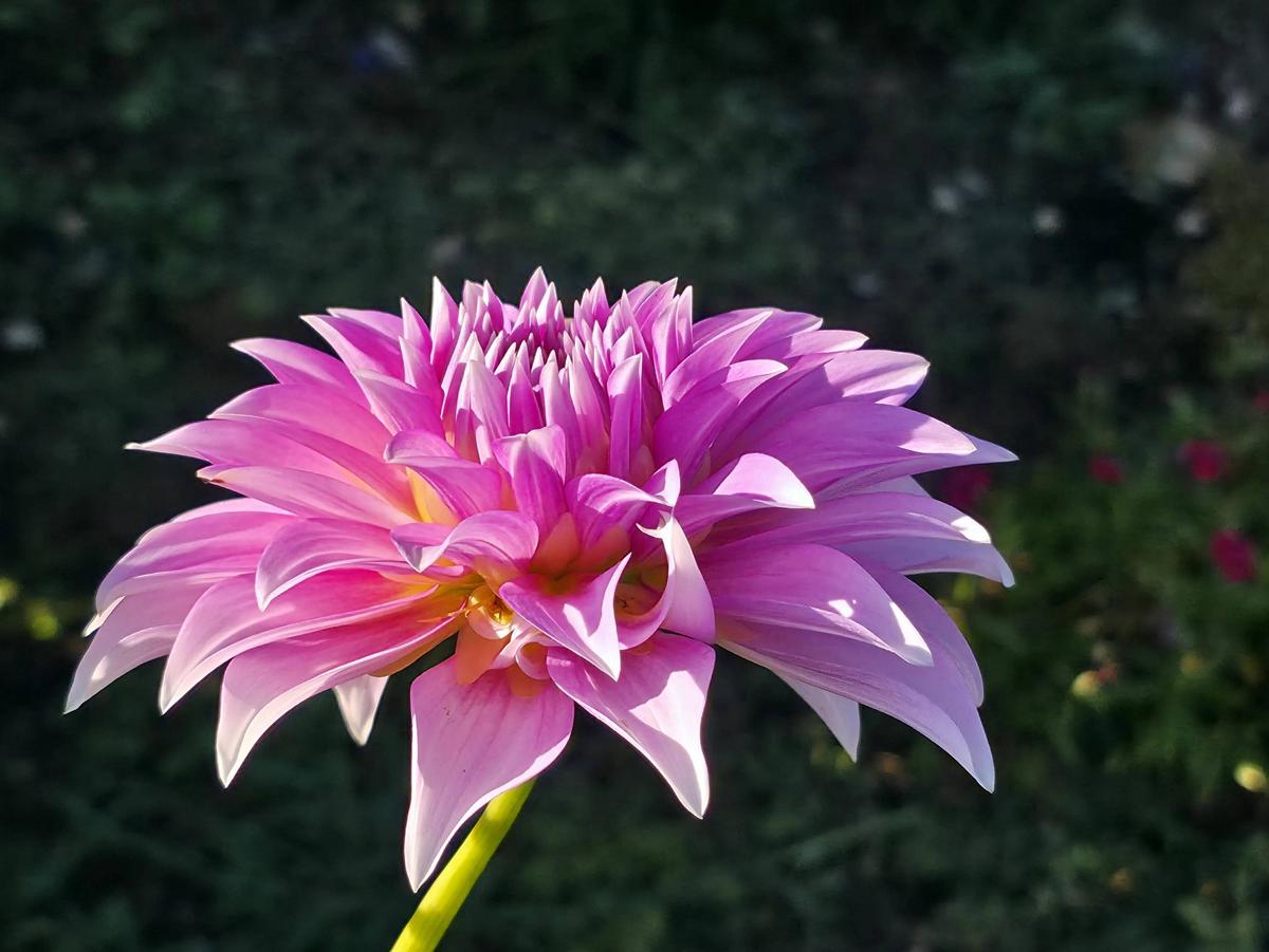 Dancin Queen Dahlia