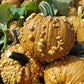 Grizzly Bear F1 Pumpkin Seeds online shopping