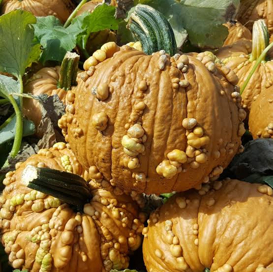 Grizzly Bear F1 Pumpkin Seeds online shopping