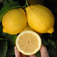 Limoneira 8A Lisbon Lemon Budwood citrus plant material online shopping