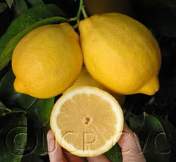 Limoneira 8A Lisbon Lemon Budwood citrus plant material online shopping