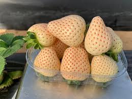 Florida Pearl® June Bearing Strawberry