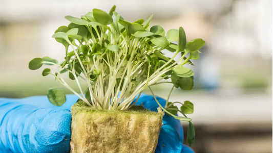 Grodan AO PLUG Fine Vegetables Cultivation Rock Wool Hydroponics Substrate