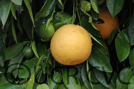 Shambar Grapefruit Budwood