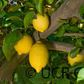 Seedless Lemon Budwood citrus plant material online shopping
