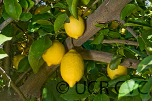 Seedless Lemon Budwood citrus plant material online shopping