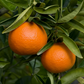 Fremont Mandarin Plant citrus plant material online shopping
