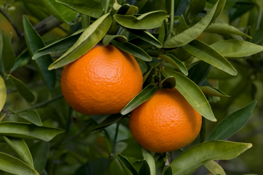 Fremont Mandarin Plant citrus plant material online shopping