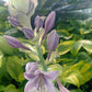 Valley’s Love Buzz Hosta Plants online shopping