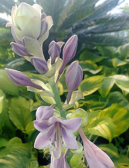 Valley’s Love Buzz Hosta Plants online shopping