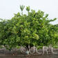 Temple x Dancy Mandarin Hybrid Budwood citrus plant material online shopping