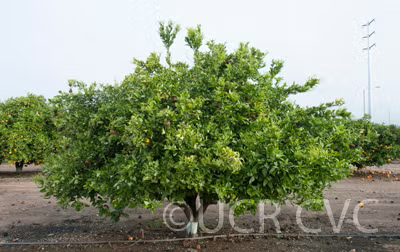 Temple x Dancy Mandarin Hybrid Budwood citrus plant material online shopping