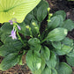 Puddles And Bumps Hosta Plants online shopping