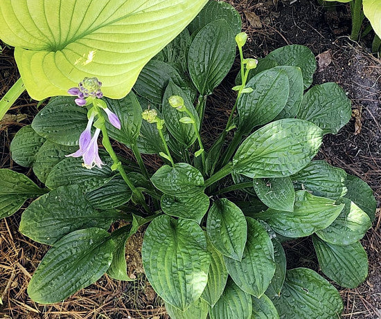 Puddles And Bumps Hosta Plants online shopping