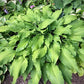 Stir It Up Hosta Plants online shopping
