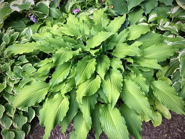 Stir It Up Hosta Plants online shopping
