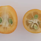 Meiwa Kumquat Plant citrus plant material online shopping