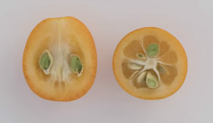 Meiwa Kumquat Plant citrus plant material online shopping