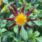 Tahoma Moonshot Dahlia