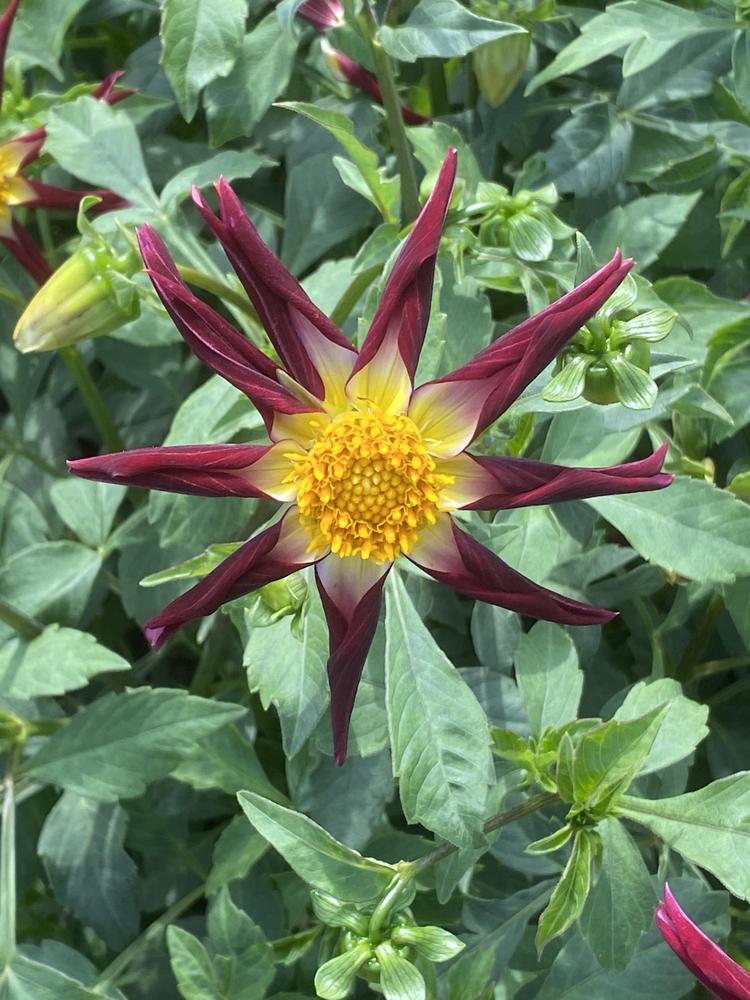 Tahoma Moonshot Dahlia