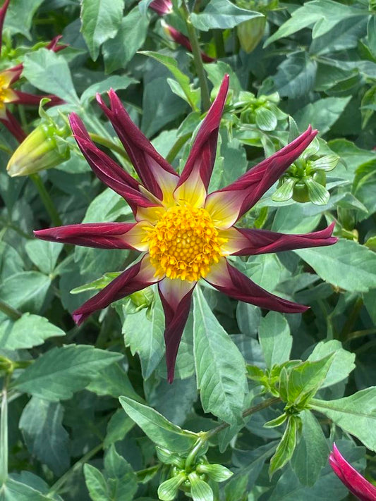 Tahoma Moonshot Dahlia