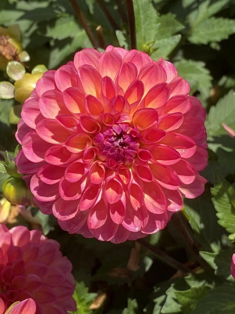 Doodlebug Dahlia
