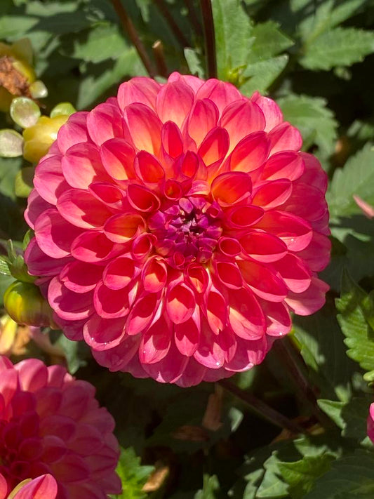 Doodlebug Dahlia