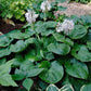 Gitchigumi Hosta Plants online shopping