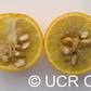Trifoliate #22 Budwood citrus plant material online shopping