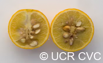 Trifoliate #22 Budwood citrus plant material online shopping