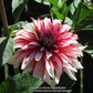 Santa Claus Dahlia