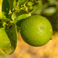 Mexican Thornless Lime Plant citrus plant material online shopping