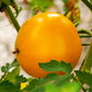 Carolina Gold F1 Tomato